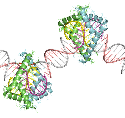 box-A-HMGB1+DNA